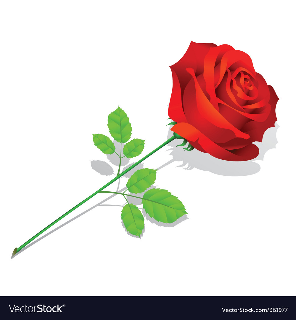 Rose flower Royalty Free Vector Image - VectorStock