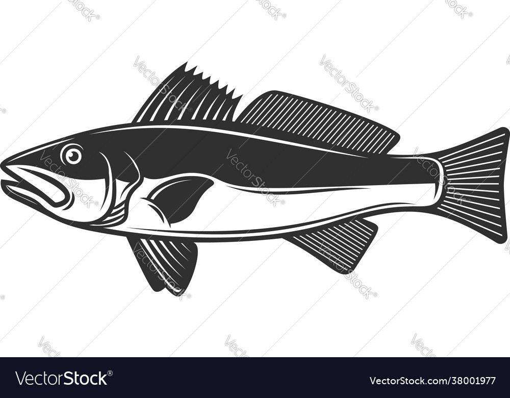 Zander fish in black and white style design Vector Image