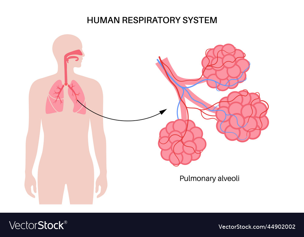 Human respiratory system Royalty Free Vector Image