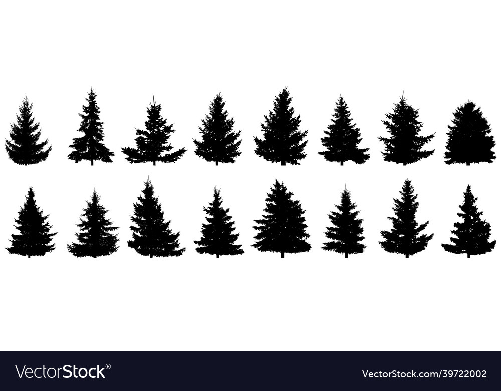Spruce trees silhouette set of realistic Vector Image