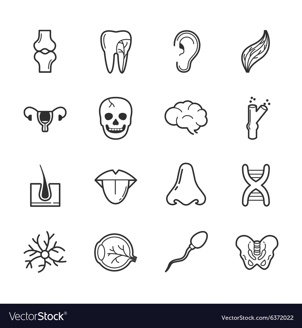 Set Of Internal Organs Icons Eps10 Format Vector Image