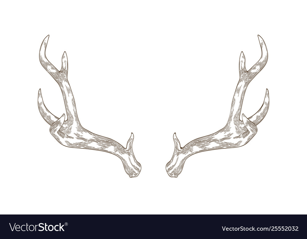 Monochrome drawing deer stag or hart antlers Vector Image