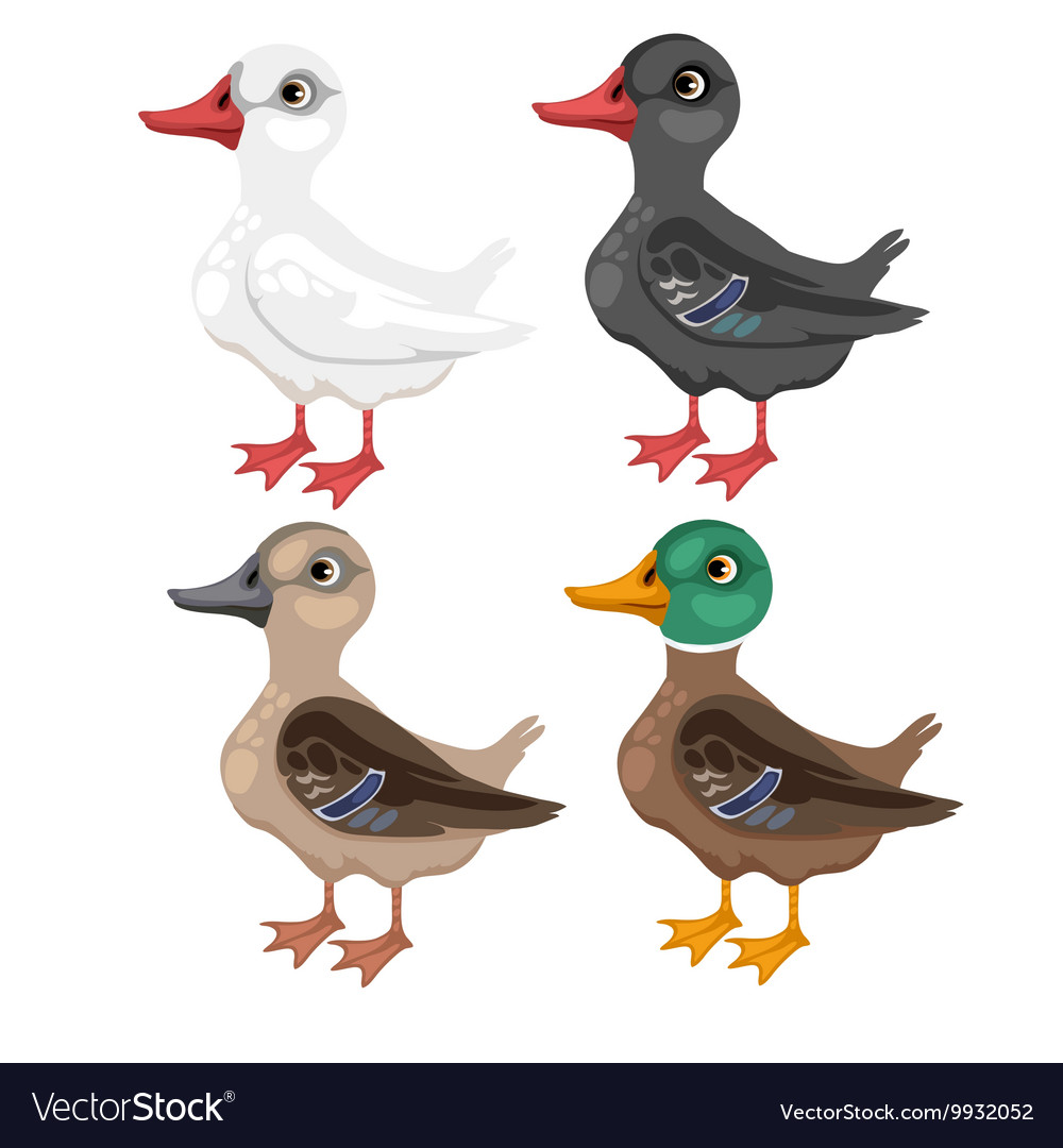 Four cartoon duck in different colors Royalty Free Vector Four cartoon duck in different colors Royalty Free Vector