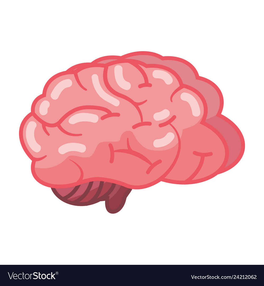 Human Brain Organ Royalty Free Vector Image - Vectorstock