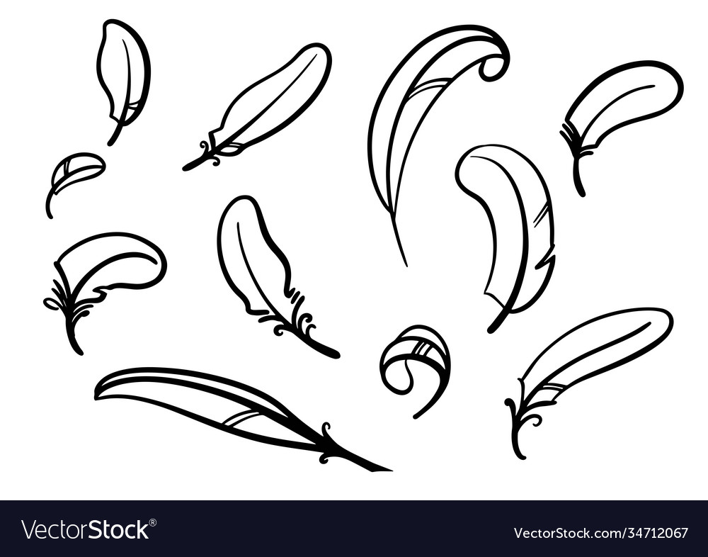 Set feathers linear drawing black on white Vector Image