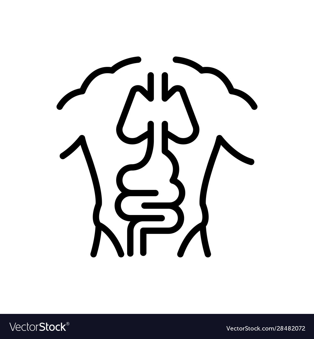 Anatomy Royalty Free Vector Image Vectorstock Anatomy Royalty Free Vector Image Vectorstock