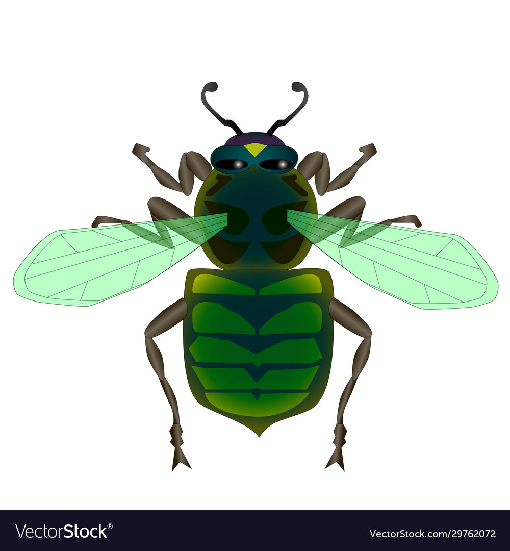 Large fly with translucent wings Royalty Free Vector Image