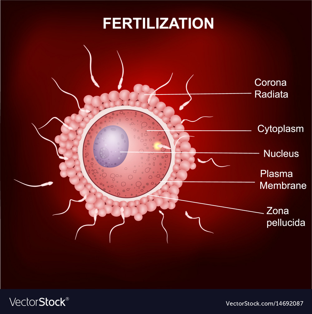 Fertilization Diagram With Human Sperm Human Egg Vector Image My XXX Hot Girl