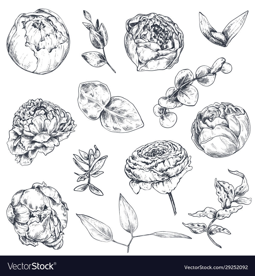 Collection hand drawn flowers and plants