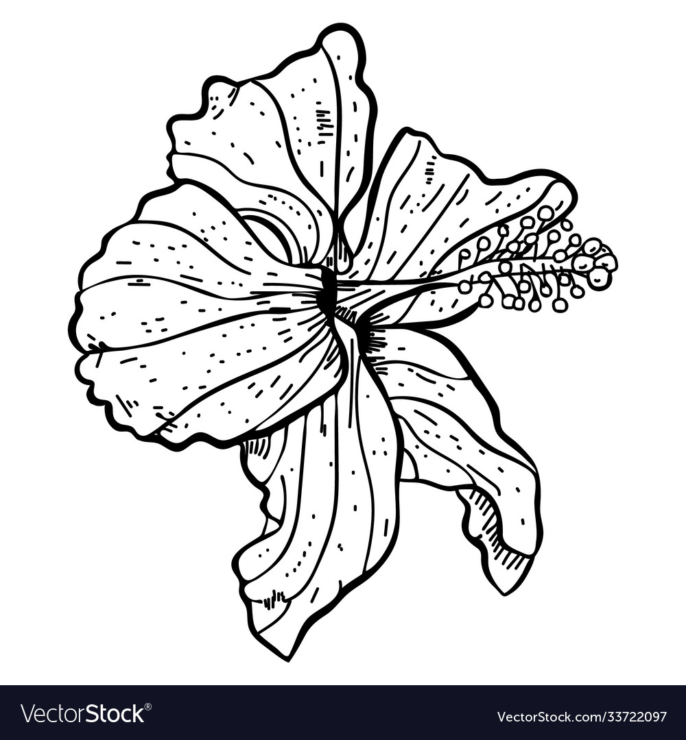 Hand drawn sketch hibiscus flower Royalty Free Vector Image