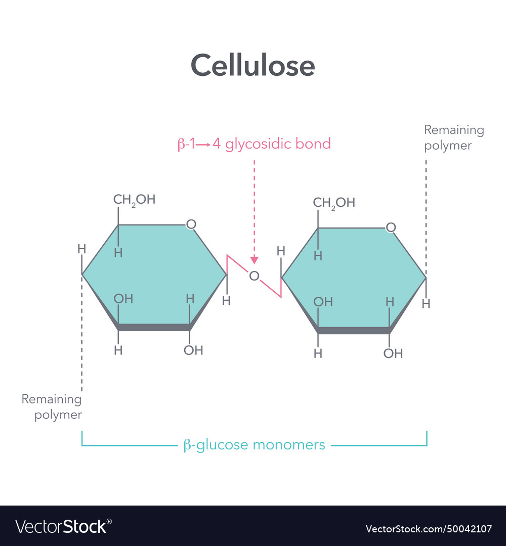 Cellulose Royalty Free Vector Image - VectorStock
