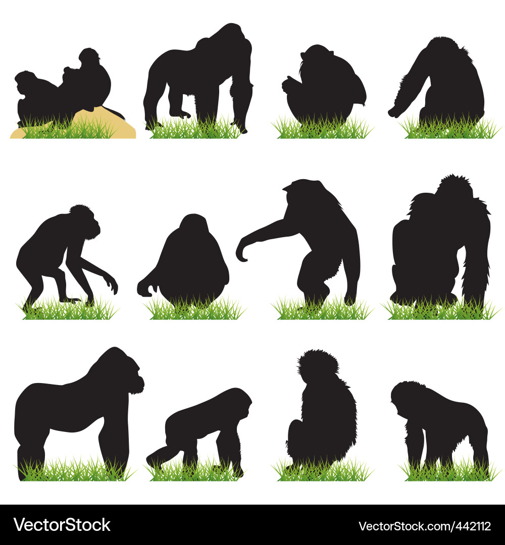 Monkeys Royalty Free Vector Image - VectorStock