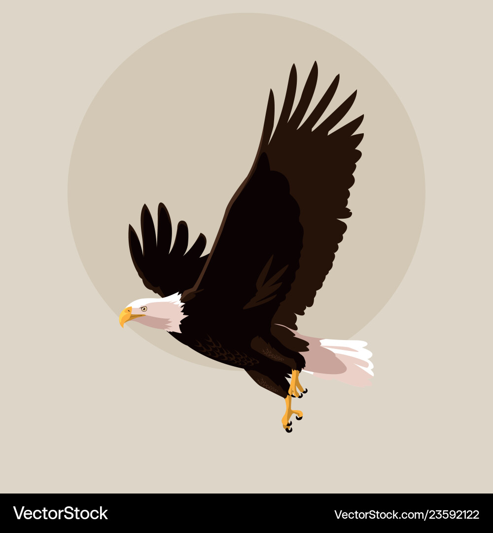 Bald eagle bird flying Royalty Free Vector Image