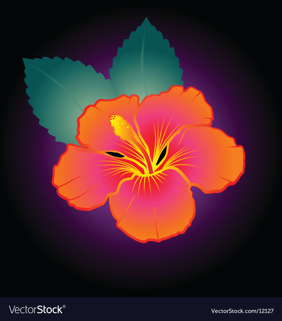 Hibiscus Royalty Free Vector Image - VectorStock