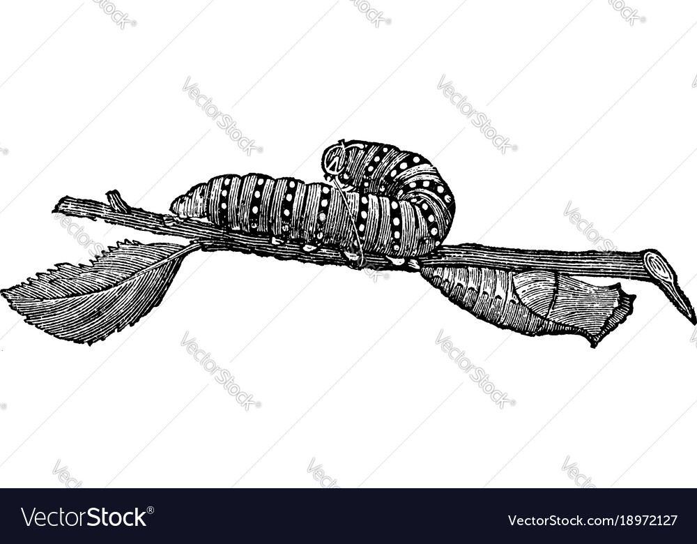 Larva and chrysalis of papilio machaon vintage Vector Image