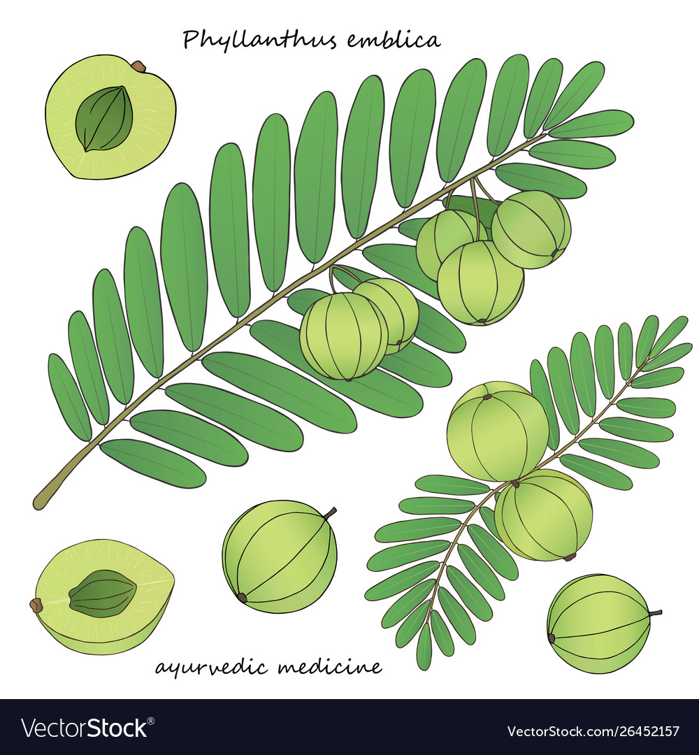 Discover 79+ amla tree sketch best in.eteachers