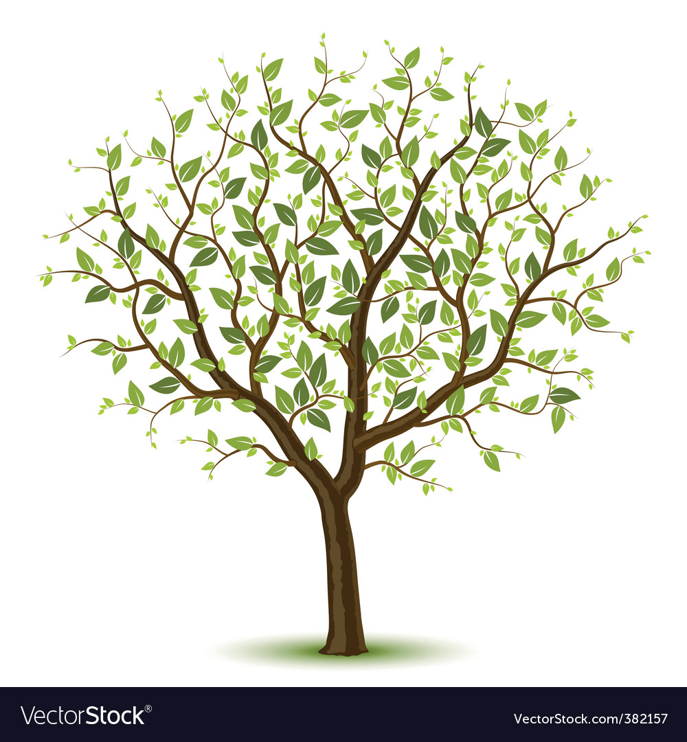 Spring Tree Royalty Free Vector Image Vectorstock