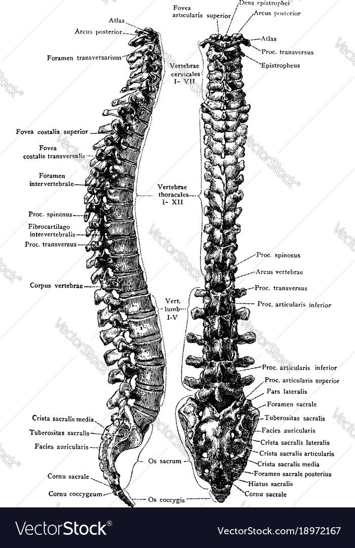 Lateral and posterior view of the vertebral Vector Image