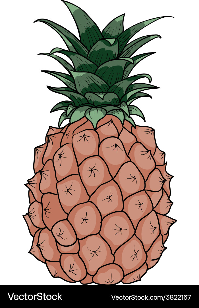 Pineapple Royalty Free Vector Image - VectorStock