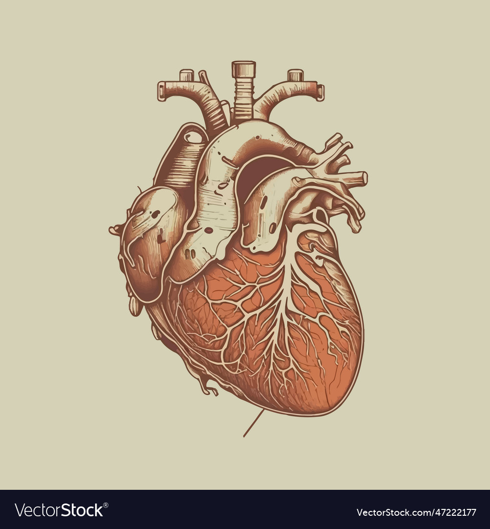 Human heart with veins and arteries in vintage Vector Image