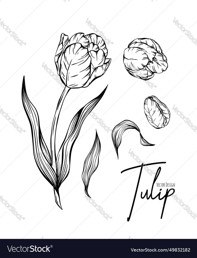 Botanical set line of tulip flowers for wedding Vector Image