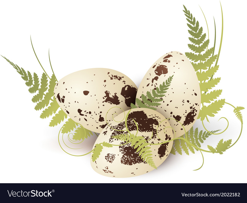 Quail Eggs Royalty Free Vector Image - VectorStock