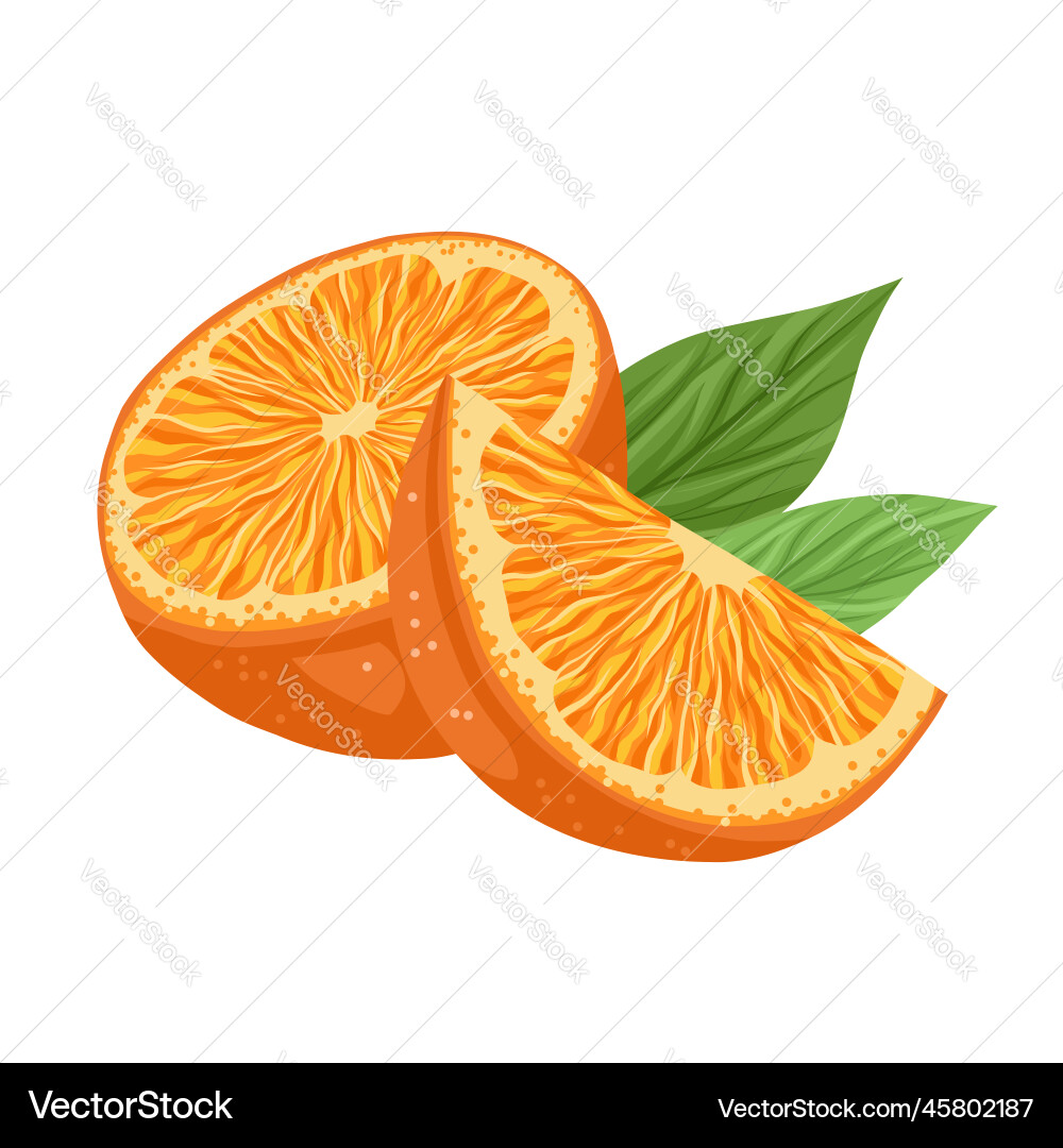 Cut orange with slice Royalty Free Vector Image