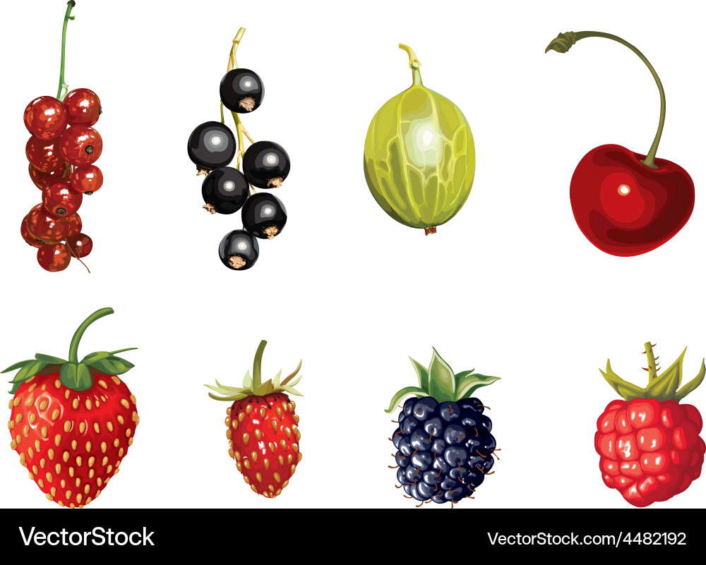 Ripe berries Royalty Free Vector Image - VectorStock