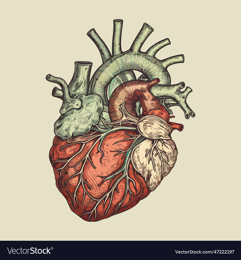 Human heart with veins and arteries in vintage Vector Image