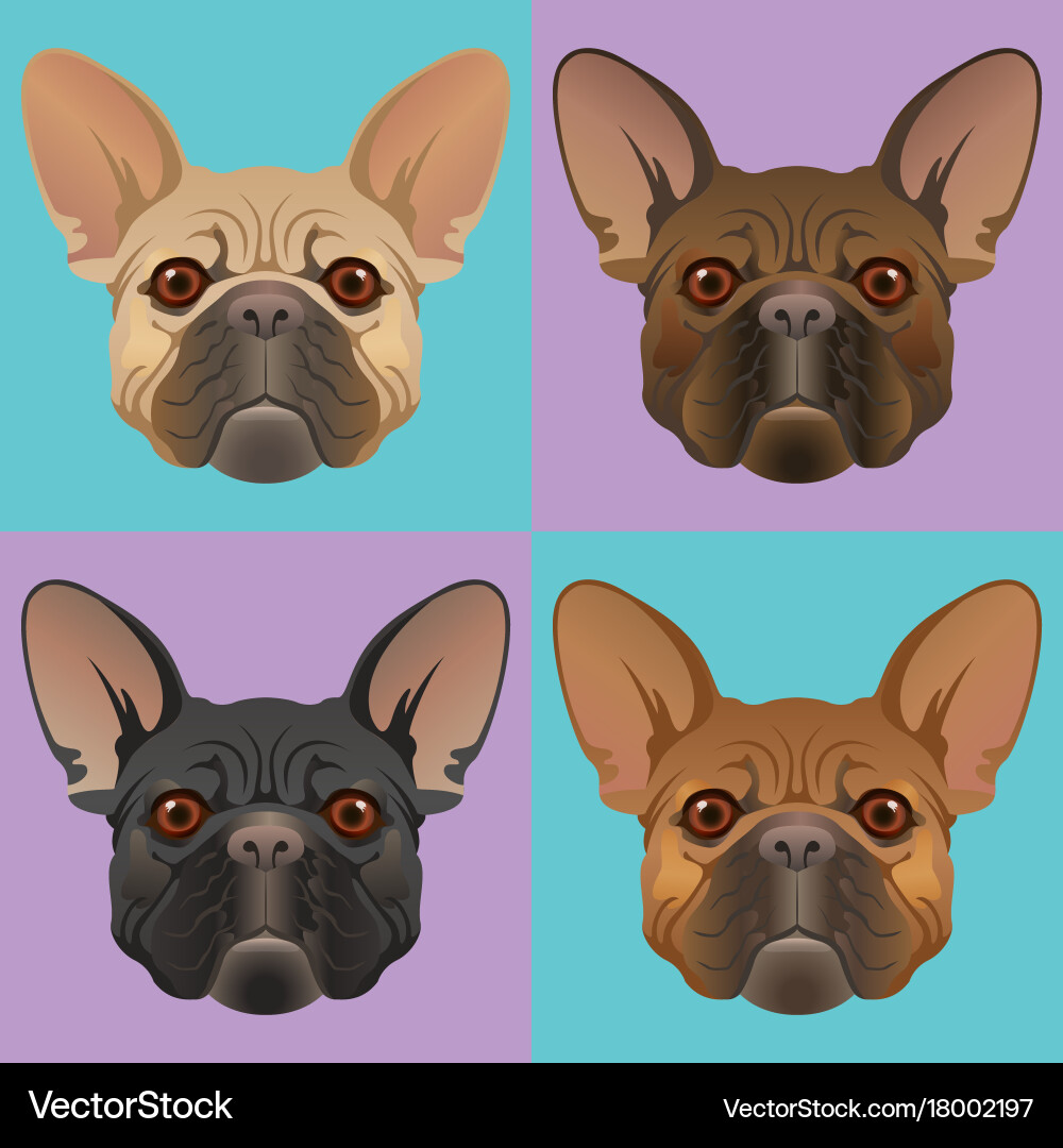 long muzzle french bulldog