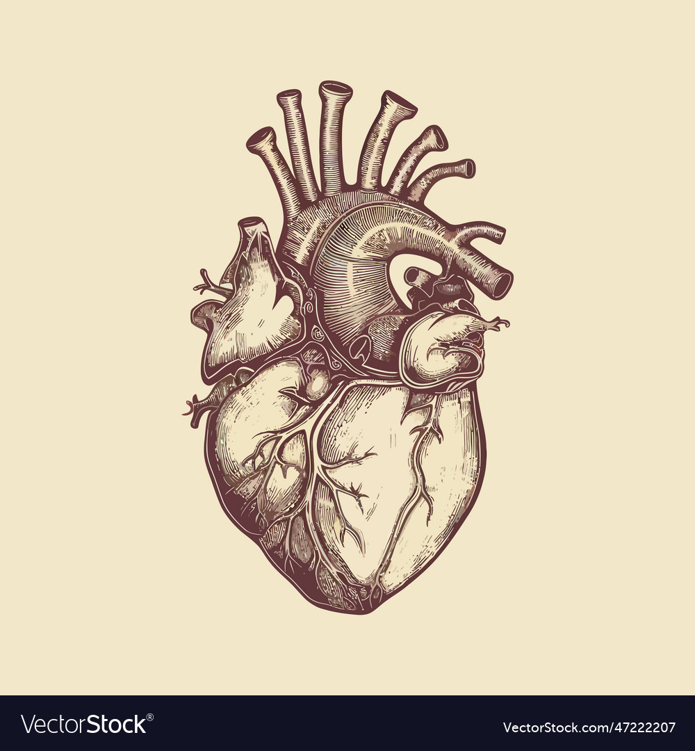 Human heart with veins and arteries in vintage Vector Image