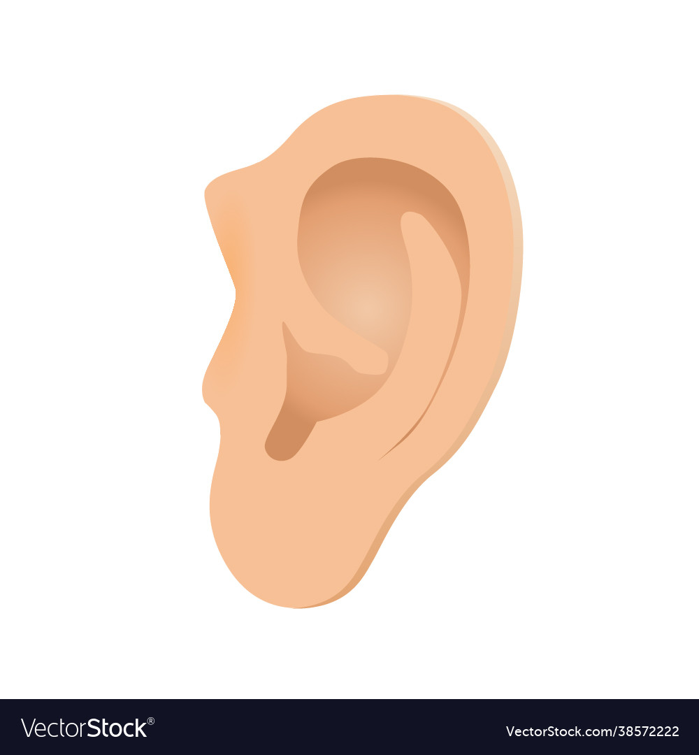 Human ear clipart Royalty Free Vector Image - VectorStock