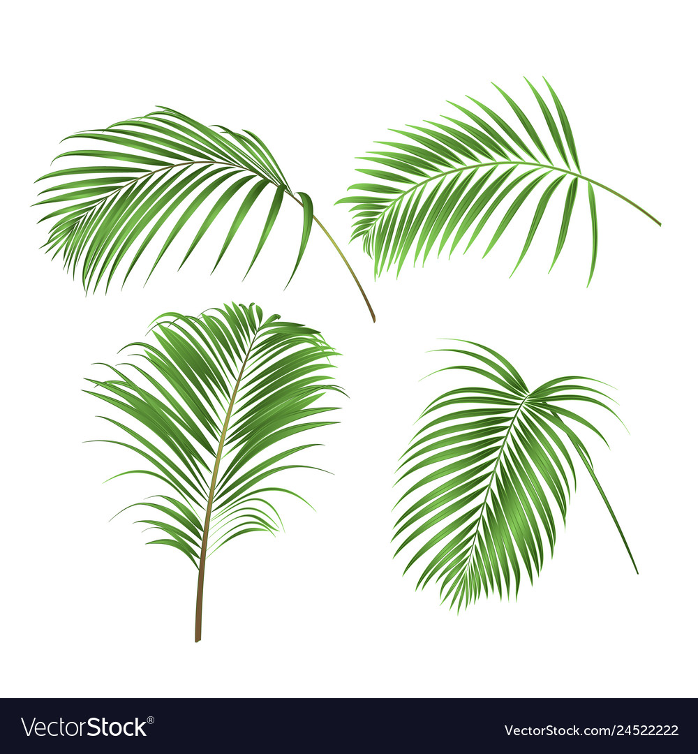 Palm Leaves Decoration Tropical Plant Set Two Vector Image