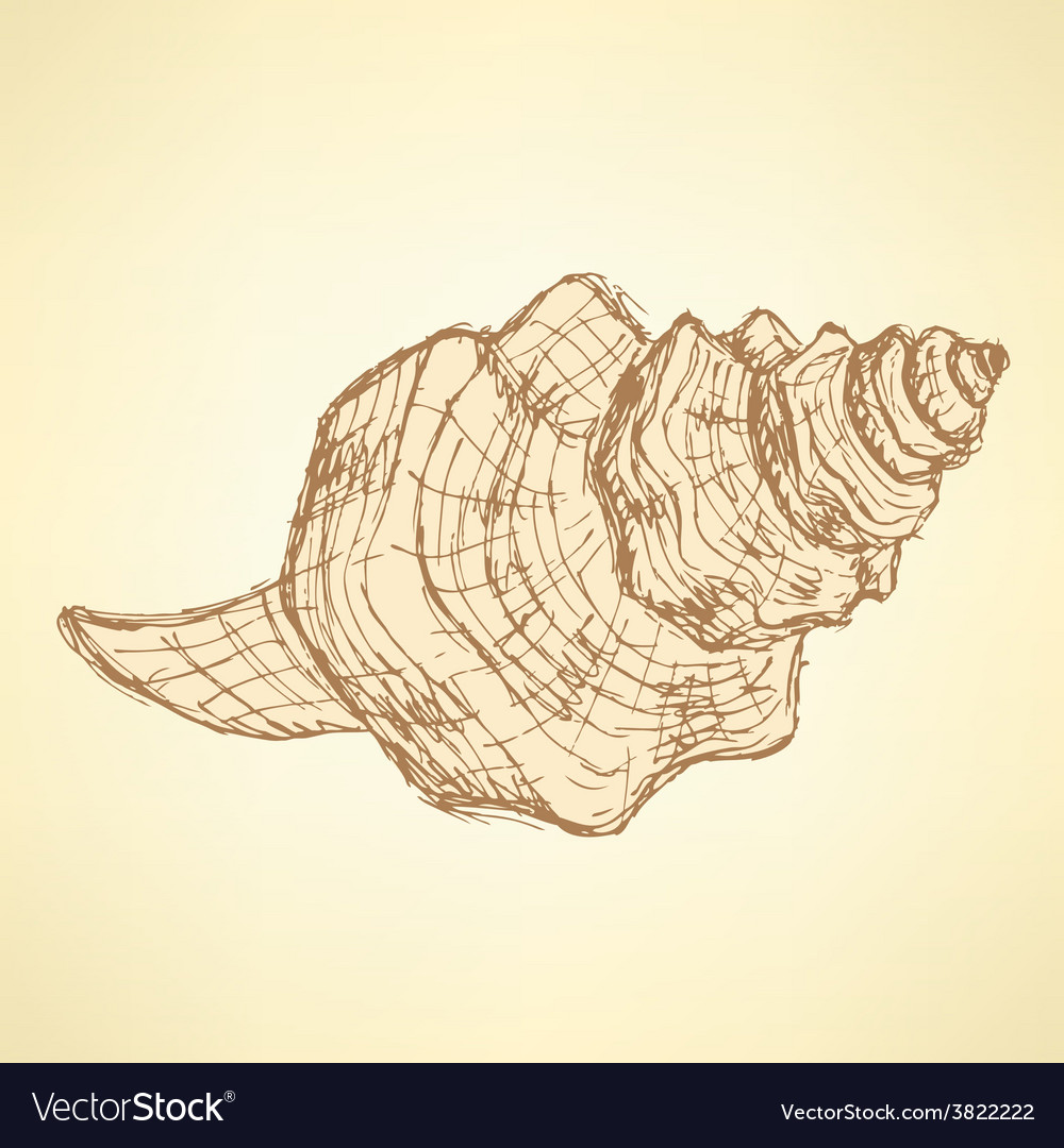 Sketch Sea Shell In Vintage Style Royalty Free Vector Image