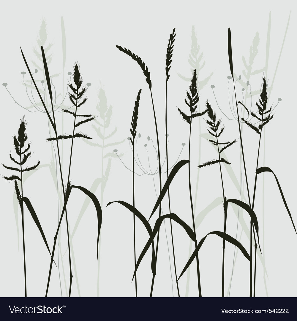 Wild grass Royalty Free Vector Image - VectorStock