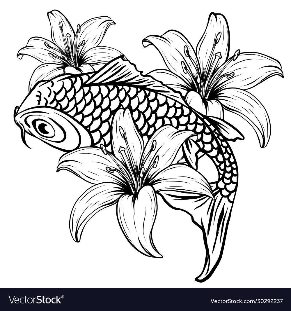 Koi fish drawing Royalty Free Vector Image - VectorStock