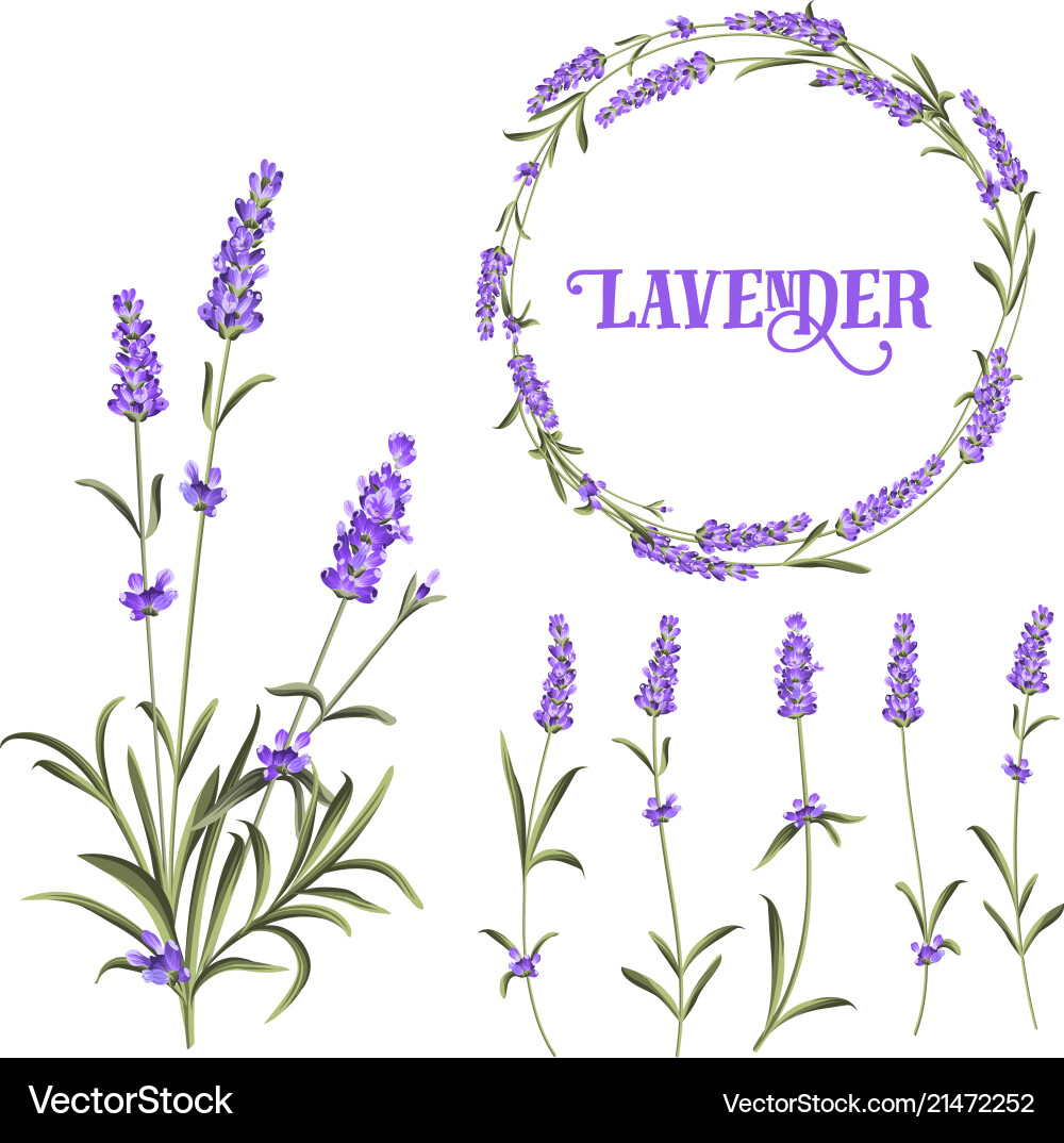 Set lavender flowers elements Royalty Free Vector Image