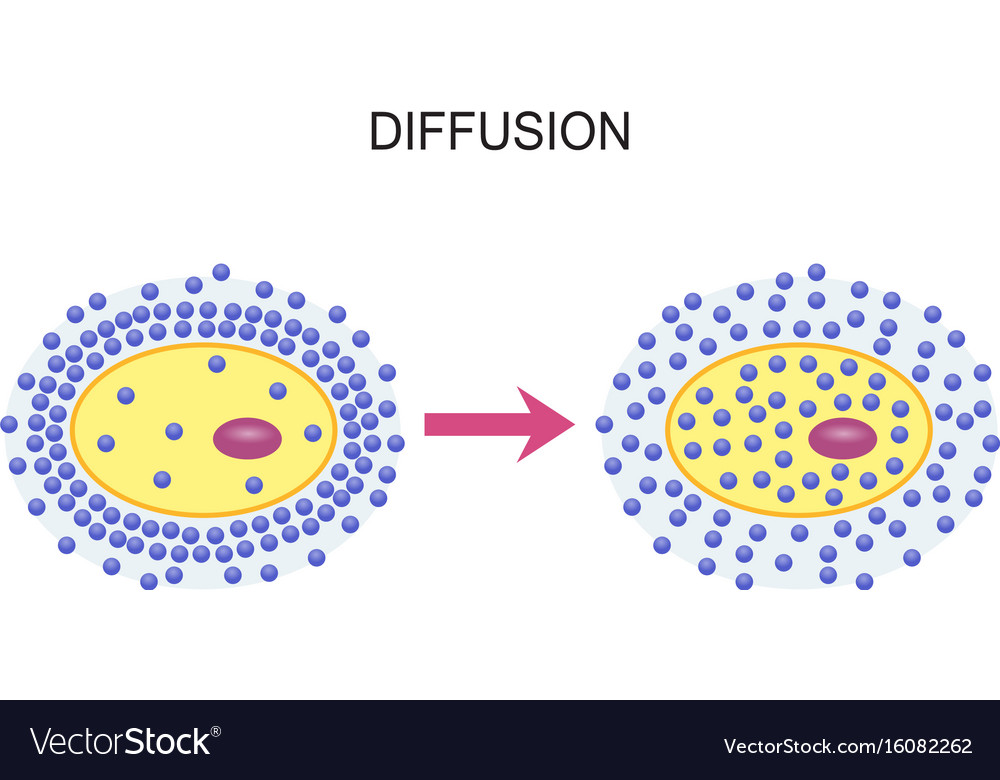 diffusion-across-cell-membranes-royalty-free-vector-image