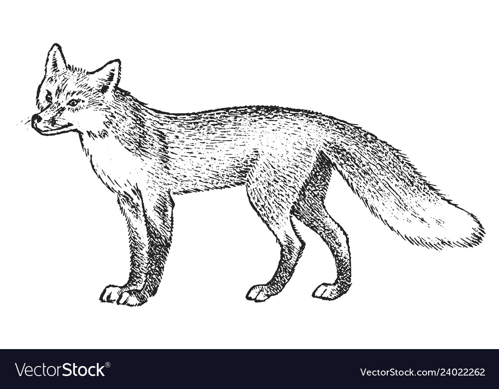 Red fox wild animal symbol of the north