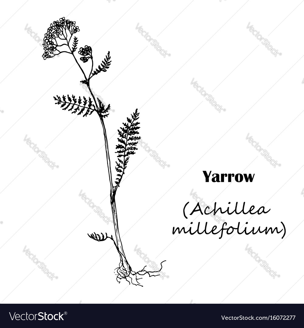 Achillea millefolium yarrow Royalty Free Vector Image