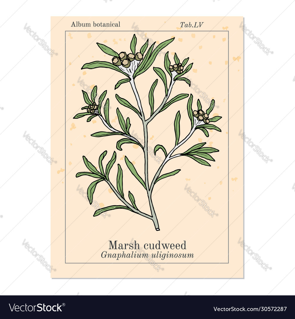 Marsh cudweed gnaphalium uliginosum medicinal