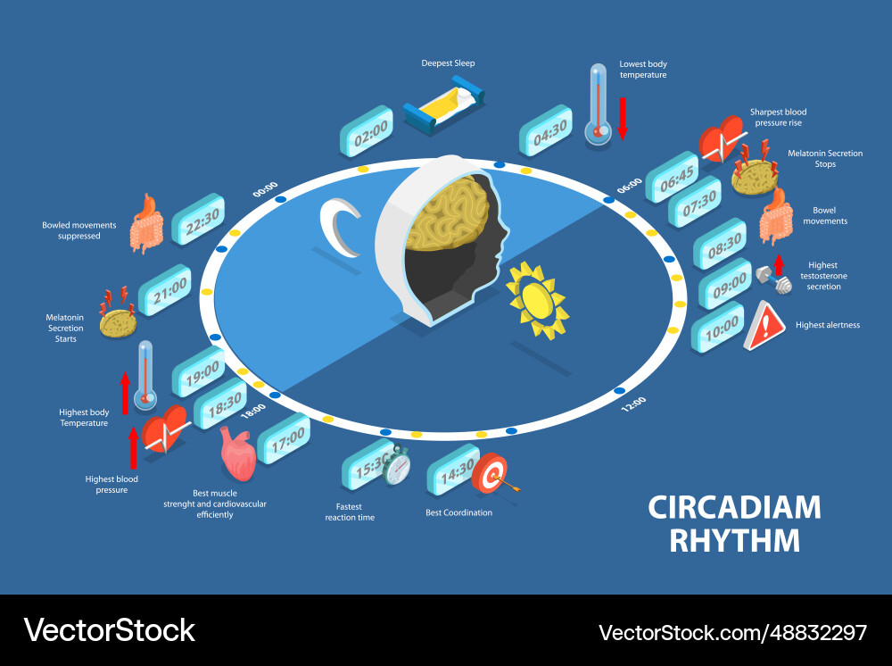 3d isometric flat conceptual Royalty Free Vector Image