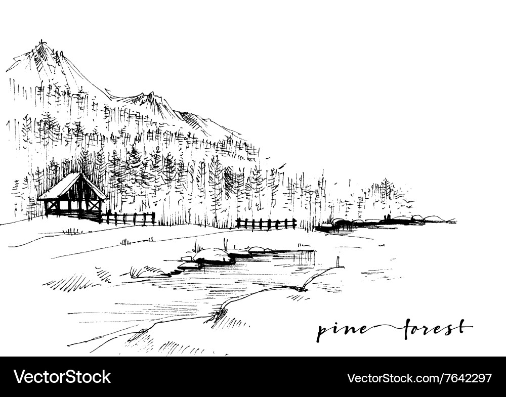 Pine forest sketch Royalty Free Vector Image - VectorStock
