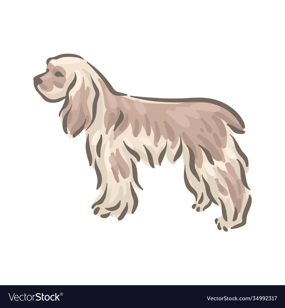 Pedigree spaniel 2024