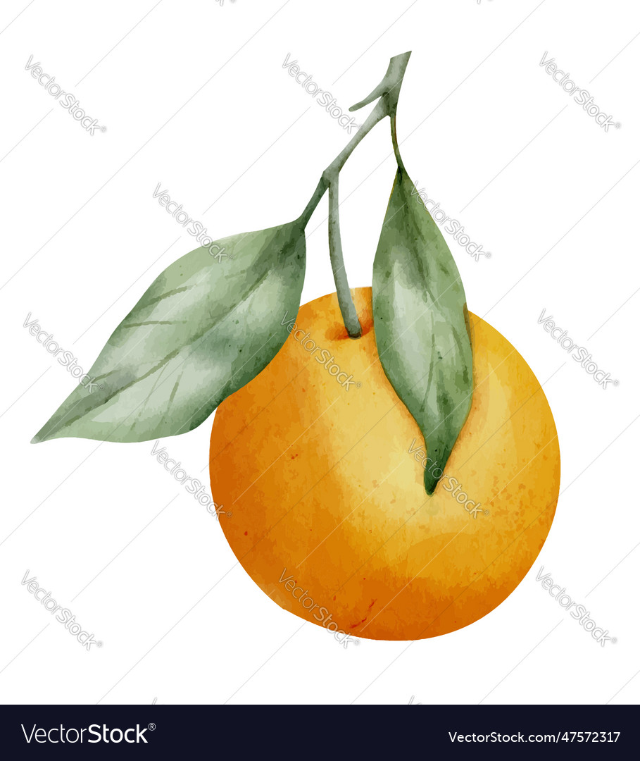 Orange fruit branch with leaves hand drawn Vector Image