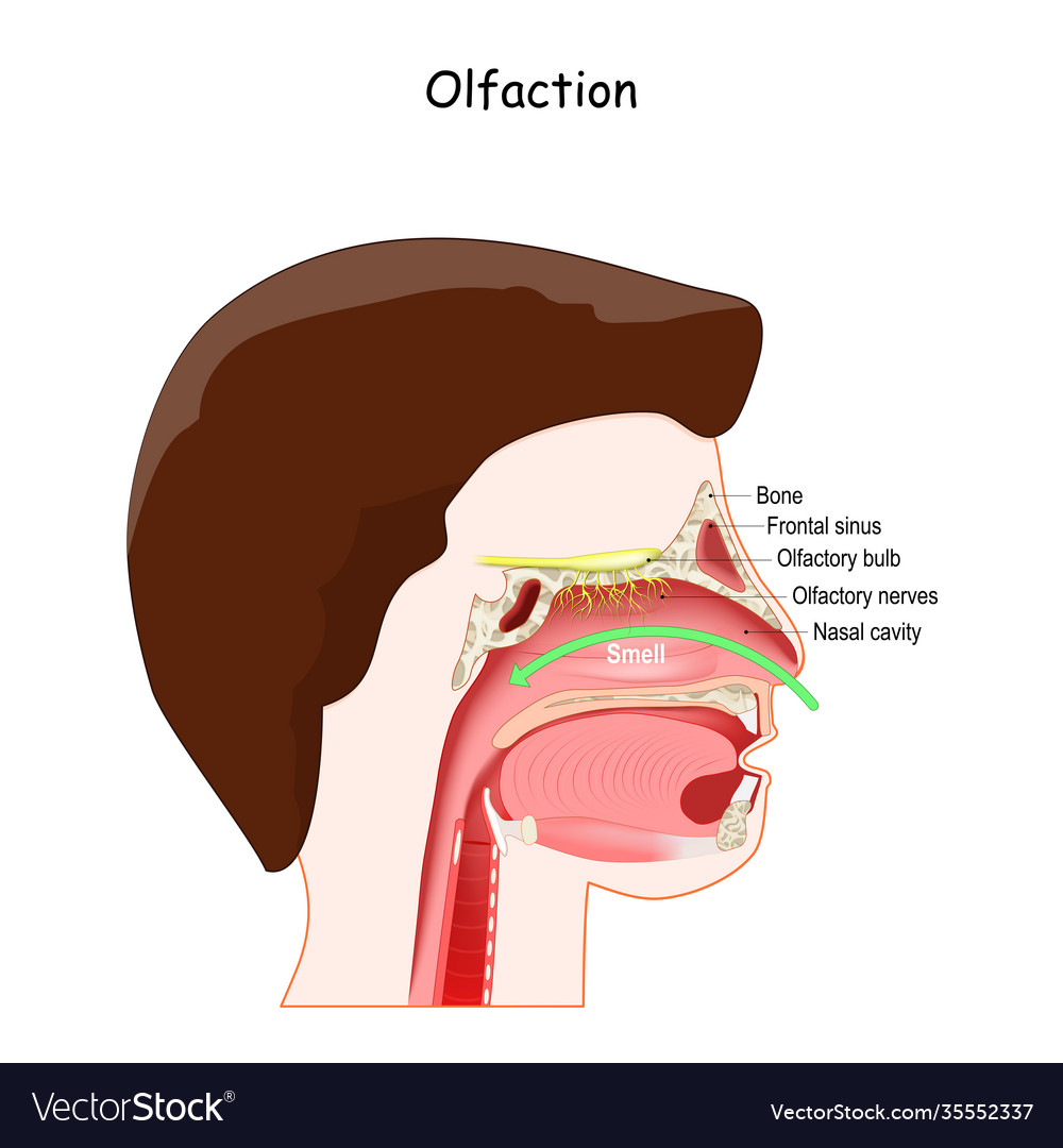 nasal-cavity-cross-section-images-and-photos-finder