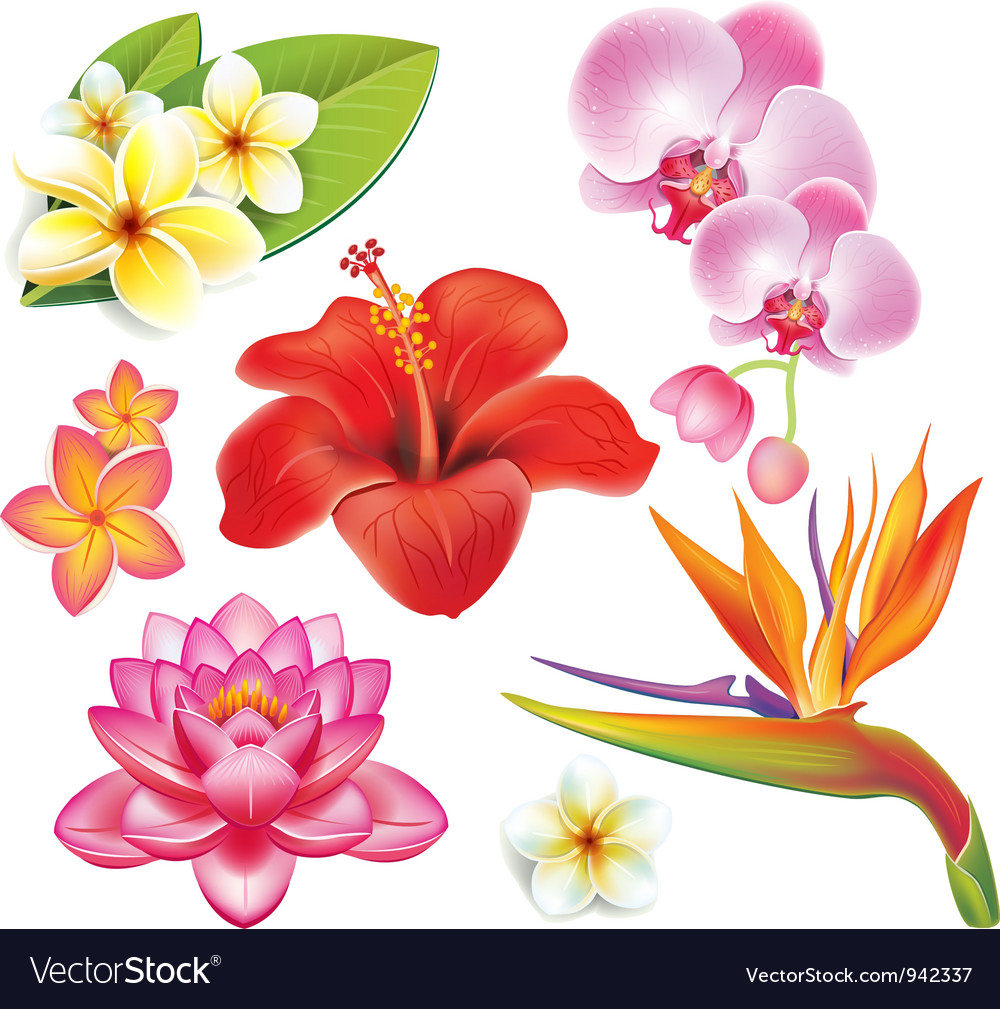 Download Set of tropical flowers Royalty Free Vector Image