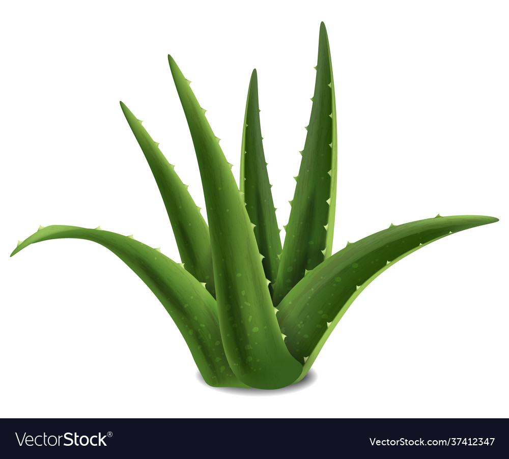 Aloe vera succulent plant realistic Royalty Free Vector