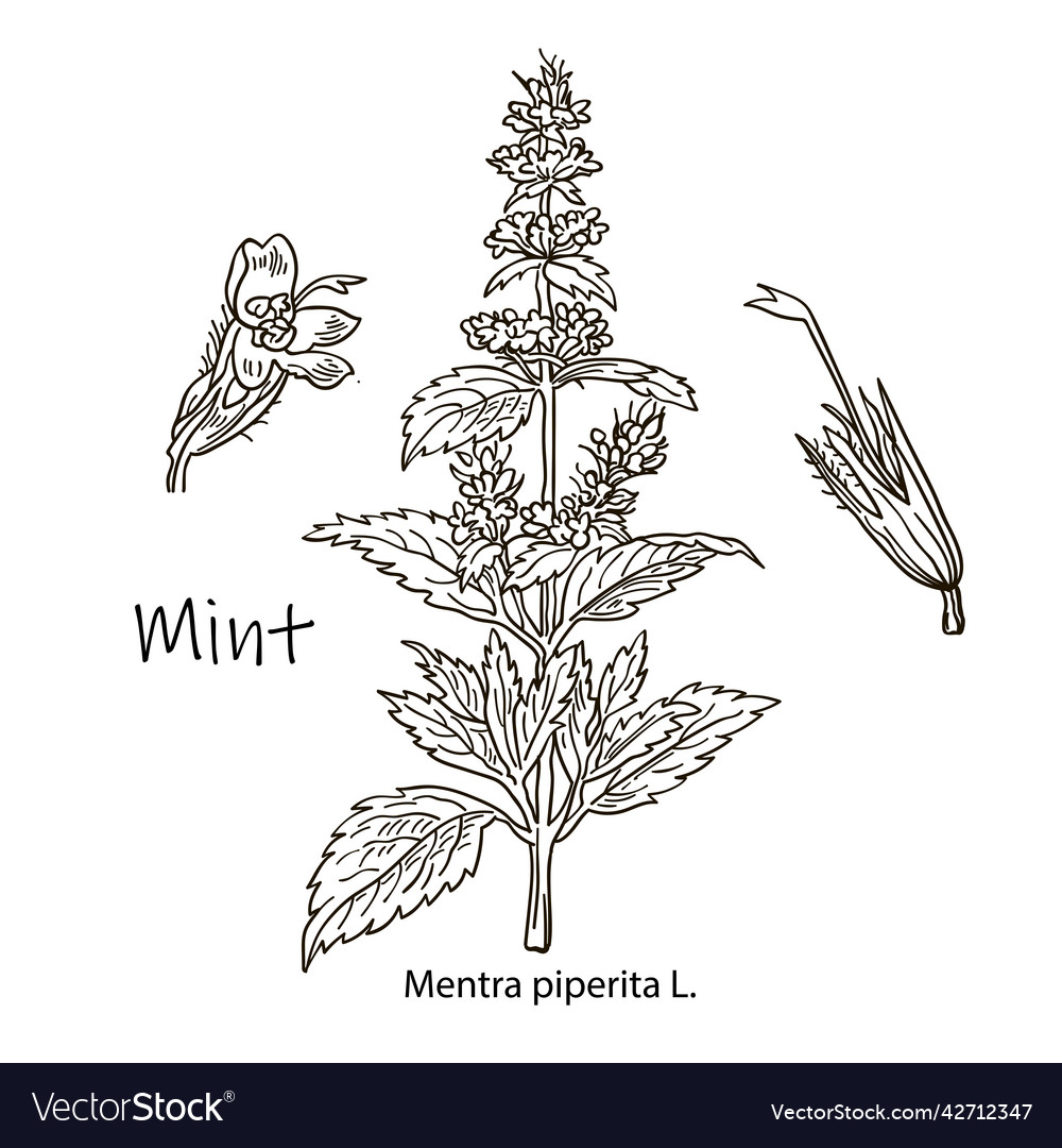 Mint botanical drawing herbal tea set hand Vector Image