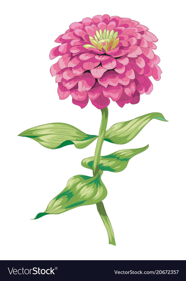 Beautiful pink zinnia flower isolated on white Vector Image